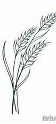 фото тату Колос пшеницы от 21.12.2017 №032 — Wheat spike tattoo — tatufoto.com