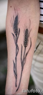 фото тату Колос пшеницы от 21.12.2017 №034 — Wheat spike tattoo — tatufoto.com