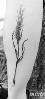 фото тату Колос пшеницы от 21.12.2017 №035 — Wheat spike tattoo — tatufoto.com