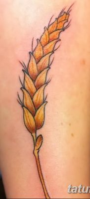 фото тату Колос пшеницы от 21.12.2017 №041 — Wheat spike tattoo — tatufoto.com