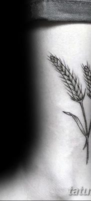 фото тату Колос пшеницы от 21.12.2017 №049 — Wheat spike tattoo — tatufoto.com