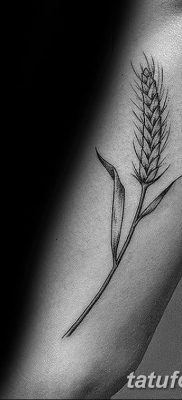 фото тату Колос пшеницы от 21.12.2017 №050 — Wheat spike tattoo — tatufoto.com