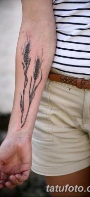 фото тату Колос пшеницы от 21.12.2017 №052 — Wheat spike tattoo — tatufoto.com