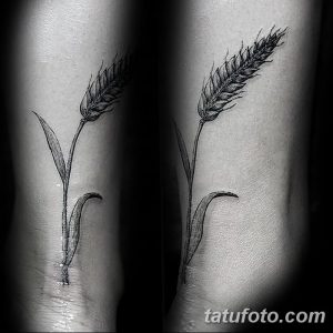 Фото тату колосьев пшеницы в стиле blackwork. Минималистичный рисунок, выполненный черными линиями, на предплечье.