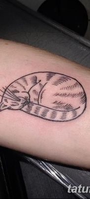фото тату котенок от 22.12.2017 №025 — tattoo kitten — tatufoto.com