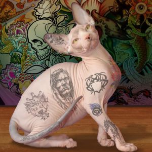 Фотография кошки породы сфинкс, на теле которой нанесены различные татуировки. Рисунки в разных стилях и цветах.
