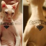 Кот с тюремными татуировками из Екатеринбурга - фото 9