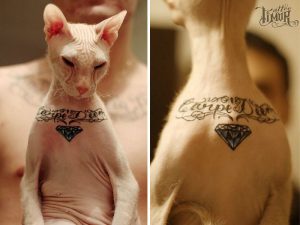 Фото тату на шее кошки породы сфинкс: надпись 'Carpe Diem' и изображение бриллианта. Черно-белая татуировка, четкие линии.