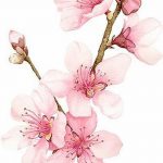 фото Эскизы тату Сакура от 27.01.2018 №041 - Sketches of Sakura tattoo - tatufoto.com