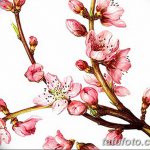 фото Эскизы тату Сакура от 27.01.2018 №080 - Sketches of Sakura tattoo - tatufoto.com