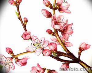 Фото тату с крупным планом цветущей ветки сакуры. Эскиз татуировки выполнен в реалистичной технике с использованием нежных розовых оттенков.
