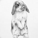 фото Эскизы тату кролик от 09.01.2018 №012 - Sketches of a rabbit tattoo - tatufoto.com