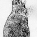 фото Эскизы тату кролик от 09.01.2018 №044 - Sketches of a rabbit tattoo - tatufoto.com