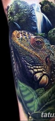 фото тату Игуана от 09.02.2018 №017 — Iguana tattoo — tatufoto.com