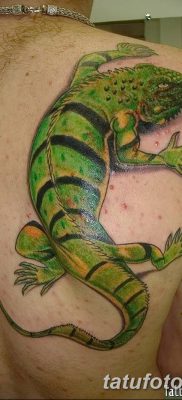 фото тату Игуана от 09.02.2018 №035 — Iguana tattoo — tatufoto.com