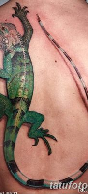 фото тату Игуана от 09.02.2018 №040 — Iguana tattoo — tatufoto.com