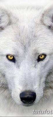 фото тату белый волк от 07.02.2018 №036 — white wolf tattoo — tatufoto.com