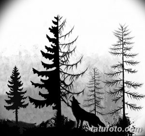 Черно-белое фото эскиза татуировки с изображением волка, стоящего в сосновом лесу. Рисунок выполнен в графическом стиле с использованием теней и текстур.