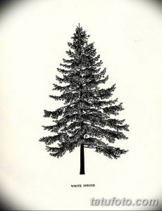 Черно-белое фото тату эскиза с изображением ели. Рисунок выполнен в минималистичном стиле, с четкими линиями и без лишних деталей. Под изображением надпись 'WHITE SPRUCE'.