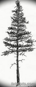 Фотография черно-белого рисунка татуировки с изображением высокой ели. Детализированные ветви и тонкие линии создают элегантный образ.