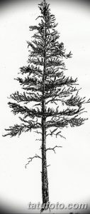Черно-белый эскиз татуировки с изображением высокой сосны. Детализированная проработка хвои и коры дерева, выполненная тонкими линиями.