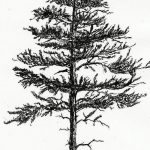 Черно-белый эскиз татуировки с изображением высокой сосны. Детализированная проработка хвои и коры дерева, выполненная тонкими линиями.