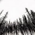 Черно-белая татуировка с изображением леса, снятого снизу вверх. Необычный ракурс создает ощущение высоты и глубины.