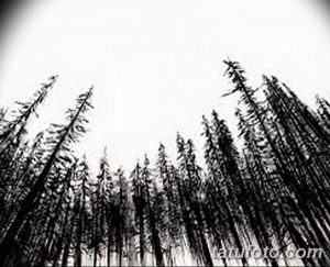 Черно-белая татуировка с изображением леса, снятого снизу вверх. Необычный ракурс создает ощущение высоты и глубины.