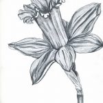 фото Эскизы тату нарцисс от 18.04.2018 №003 - Sketches of daffodil - tatufoto.com