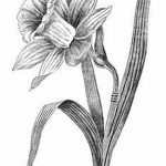 фото Эскизы тату нарцисс от 18.04.2018 №004 - Sketches of daffodil - tatufoto.com