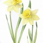 фото Эскизы тату нарцисс от 18.04.2018 №005 - Sketches of daffodil - tatufoto.com