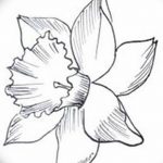 фото Эскизы тату нарцисс от 18.04.2018 №011 - Sketches of daffodil - tatufoto.com