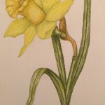 фото Эскизы тату нарцисс от 18.04.2018 №013 - Sketches of daffodil - tatufoto.com