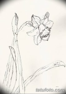 Черно-белый эскиз татуировки с нарциссом, изображенным на тонком стебле с листьями. Рисунок выполнен в линейном стиле с акцентом на детализацию цветка.