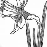фото Эскизы тату нарцисс от 18.04.2018 №025 - Sketches of daffodil - tatufoto.com