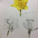 фото Эскизы тату нарцисс от 18.04.2018 №030 - Sketches of daffodil - tatufoto.com
