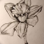 фото Эскизы тату нарцисс от 18.04.2018 №033 - Sketches of daffodil - tatufoto.com