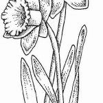 фото Эскизы тату нарцисс от 18.04.2018 №034 - Sketches of daffodil - tatufoto.com