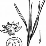 фото Эскизы тату нарцисс от 18.04.2018 №035 - Sketches of daffodil - tatufoto.com