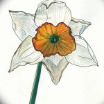 фото Эскизы тату нарцисс от 18.04.2018 №038 - Sketches of daffodil - tatufoto.com
