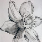 фото Эскизы тату нарцисс от 18.04.2018 №047 - Sketches of daffodil - tatufoto.com