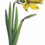 фото Эскизы тату нарцисс от 18.04.2018 №064 - Sketches of daffodil - tatufoto.com