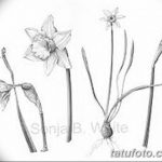 фото Эскизы тату нарцисс от 18.04.2018 №066 - Sketches of daffodil - tatufoto.com