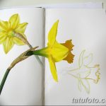 фото Эскизы тату нарцисс от 18.04.2018 №078 - Sketches of daffodil - tatufoto.com
