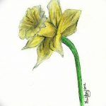 фото Эскизы тату нарцисс от 18.04.2018 №090 - Sketches of daffodil - tatufoto.com