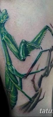 фото тату богомол от 20.04.2018 №043 — mantis tattoo — tatufoto.com