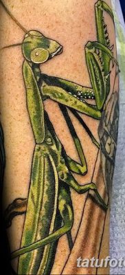 фото тату богомол от 20.04.2018 №044 — mantis tattoo — tatufoto.com