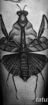 фото тату богомол от 20.04.2018 №069 — mantis tattoo — tatufoto.com