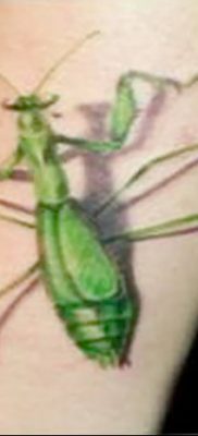 фото тату богомол от 20.04.2018 №088 — mantis tattoo — tatufoto.com
