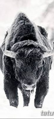 фото тату буйвол от 16.04.2018 №007 — Buffalo Tattoo — tatufoto.com